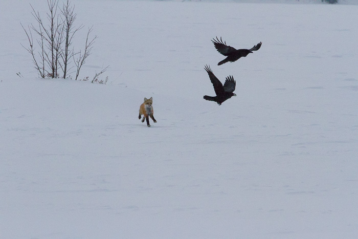 fox chasing birds
